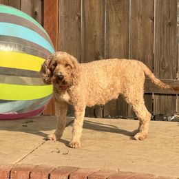 Charlie - Australian Labradoodle