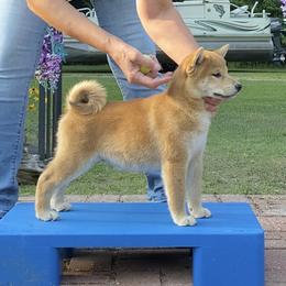Riley - Red male Shiba Inu puppy in Newberry, Michigan from Day Dream Akita & Shiba Inu