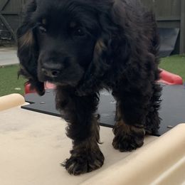 Catahoula Leopard Dog and Cocker Spaniel Puppies from Rich Cat’s
