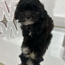 Onyx - Black male Shihpoo puppy in Boston, Massachusetts from London's puppies