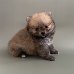 Pomeranian Puppies from POMS USA