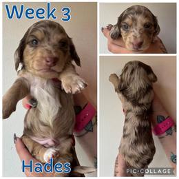 Hades - Dapple male Dachshund puppy in Michigan from M.H.P Dachshunds