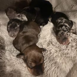 Dachshund puppies from Cotton Patch Ridge