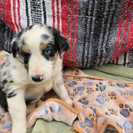 Dark Blue merle tri - Blue merle male Miniature Australian Shepherd puppy in Park Hills, Missouri from Valintina's MAS