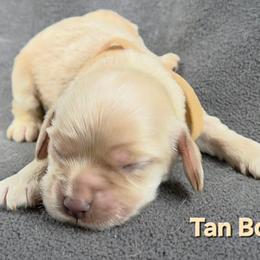Tan - Buff male Cocker Spaniel puppy in Lebanon, Missouri from Spring Hollow Cocker Spaniels