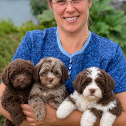Shihpoo Puppies from The Teddybear Shihpoo