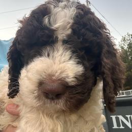 Reef - Parti male Goldendoodle puppy in Greensboro, Georgia from B’s Doodles