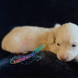 Astra - Cream female Dachshund puppy in Peyton, Colorado from Dachshund Universe