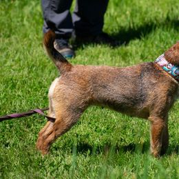 Border Terriers from Wendi Donaldson