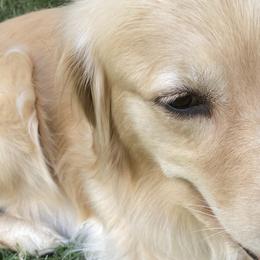 Golden Retrievers from Goldilocks Golden Retrievers