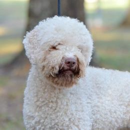 Paisly - Lagotto Romagnolo