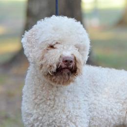 Paisly - Lagotto Romagnolo