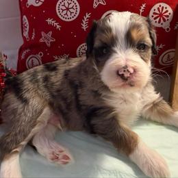 Boy 4 - Merle male Bernedoodle puppy in Perryville, Maryland from Heavenly Heritage Dachshunds and Doods