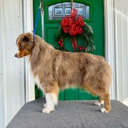 Swagger - Miniature American Shepherd