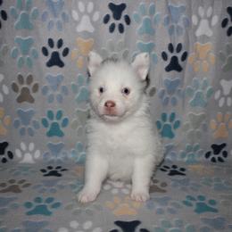Rusty - Chocolate male Pomsky puppy in Clarkston, Utah from Red Rock Ranch Breeders