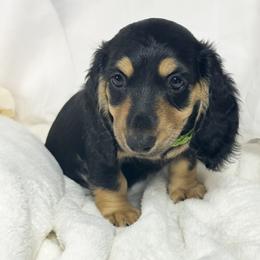 Pistachio Cream - Black and cream female Dachshund puppy in Sacramento, California from MiniDoxPups