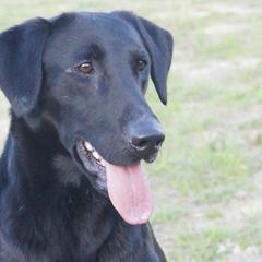 Blade - Labrador Retriever