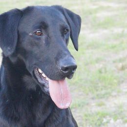 Blade - Labrador Retriever