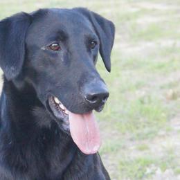 Blade - Labrador Retriever