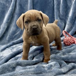 HooDoo - Gray and fawn male Cane Corso puppy in Delta Junction, Alaska from Last Frontier Cane Corsos