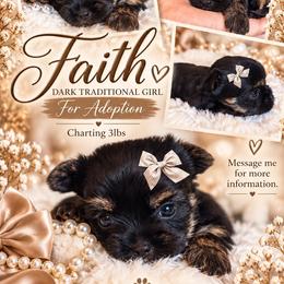 Faith - Black and tan female Yorkshire Terrier puppy in Greenwood County, South Carolina from TCB Yorkies