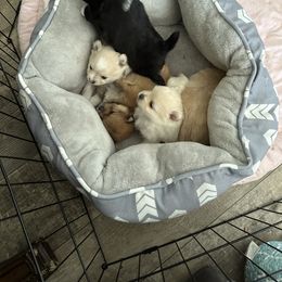 Pomeranian Puppies from Mac Daddy Poms