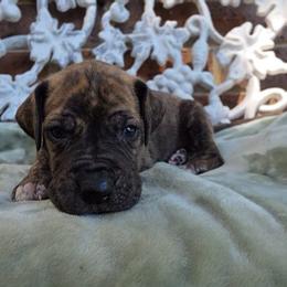 Nimbus - Brindle male Great Dane puppy in Arlington, Texas from Scoober Danes