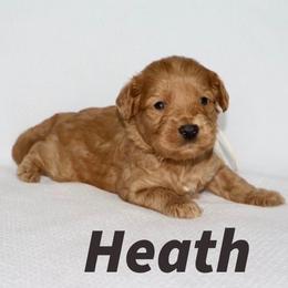 'HEATH' BAR - Caramel male Australian Labradoodle puppy in Austin, Texas from AussieTex Labradoodles