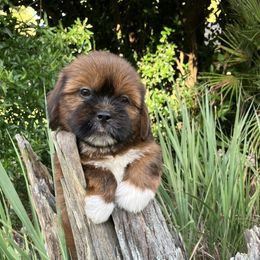 RESERVED - Red male Lhasa Apso puppy in Bell, Florida from Maryann & Kandis