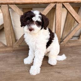 Sienna - Brown and white female Aussiedoodle puppy in Allen, Texas from Calena’s Doodles