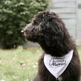Bernedoodle and Goldendoodle All Grown Up from A.N.A. Doodles