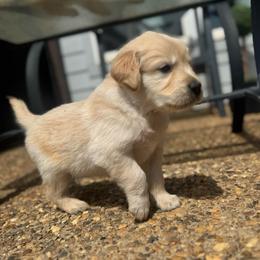 Boy 5 - Golden male Golden Retriever puppy in Tyler, Texas from Cedar Hollow Retrievers