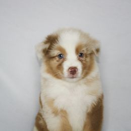Vixen - Red merle female Australian Shepherd puppy in Richmond, Texas from Big Zen Aussies