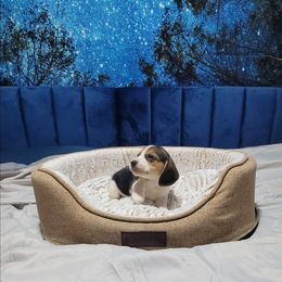 Tri Boy - Black white and tan male Beagle puppy in New River, Arizona from Desert Mountain Dobermans