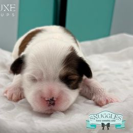 Morkie and Shorkie Puppies from Lil Luxe Pups