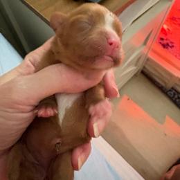 Ruby boy - Ruby male Cavalier King Charles Spaniel puppy in Melbourne, Florida from Majestic Cavaliers of Melbourne FL