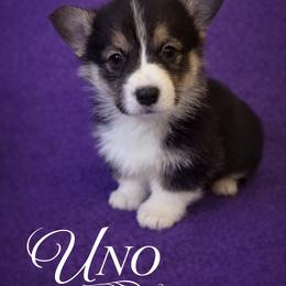 U-2.  UNO - Black and tan male Pembroke Welsh Corgi puppy in Sanford, Michigan from Tambali Pembroke Welsh Corgis