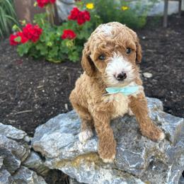 Franco - Apricot male Goldendoodle puppy in Mint Hill, North Carolina from DoodleForever