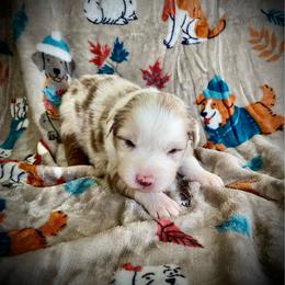 Chai - Red merle female Australian Shepherd puppy in Brookfield Township, Ohio from AussieLand Shepherds