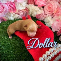 Dollar - Apricot male Yorkipoo puppy in Pennsauken, New Jersey from Noir Luxe Litters of NJ