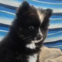 Onyx (1850) - Black and white male Pomsky puppy in Fallon, Nevada from Amazing High Desert Pomskys