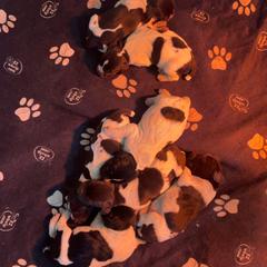 Girl 2 - Liver female German Wirehaired Pointer puppy in Middlebrook, Virginia from Chester Hill Farm