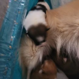 Pomeranian Puppies from Dawn's Pomeranians