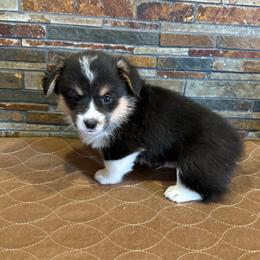Boy 1 - Black and tan male Pembroke Welsh Corgi puppy in Visalia, California from VIP Stables