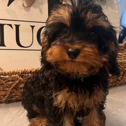 Rosalie - Green - Black and tan female Cavapoo puppy in Fairmont, West Virginia from Robin Nelson