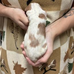 Izzy boy 3 - Orange and white male Brittany puppy in Floyd Knobs, Indiana from Cross Creek Brittanys