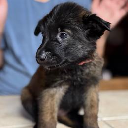 Light pink - Mahogany female Belgian Malinois puppy in Saint Amant, Louisiana from Mercy Kennels