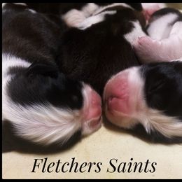 Saint Bernard Puppies from Fletchers Saints