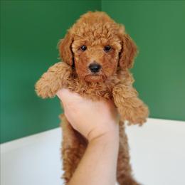 Kissy - Red Mini Poodle Raised in Home - Red  female Poodle puppy in Falcon, Missouri from Cedar House Heritage Poodles | AKC Toy & Miniature Poodle Puppies Raised in Home