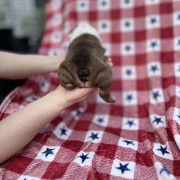 Bulldog Puppies from Sweet Rolls